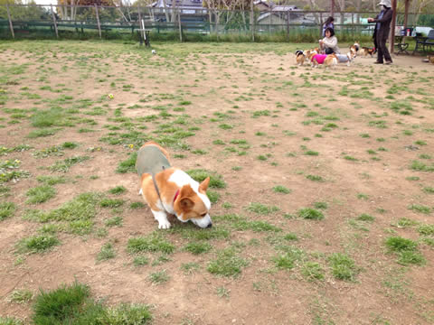たれ蔵くん たれ蔵くん
