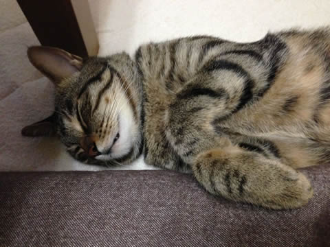 ぐだー。。。 ぐだー。。。