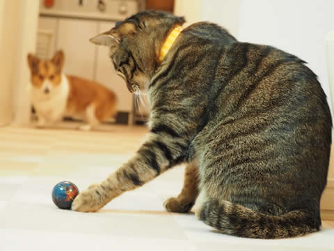 遊んでます 遊んでます