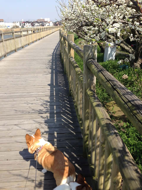 すもも♩ すもも♩