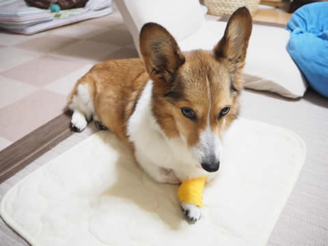 頑張ってるあんちん 頑張ってるあんちん