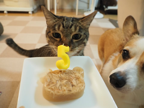 バースデーケーキ♩ バースデーケーキ♩