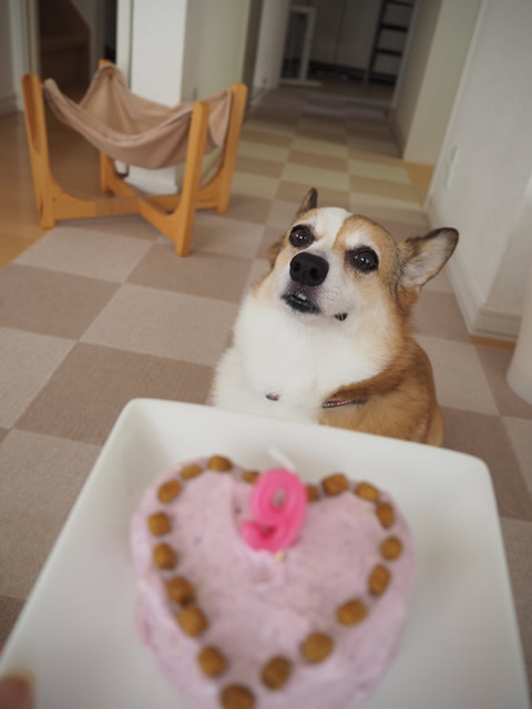ケーキ♩ ケーキ♩