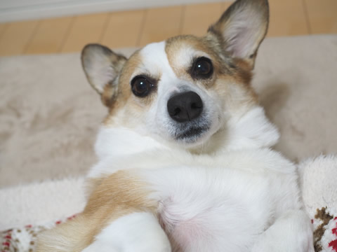 甘えん坊みかちん 甘えん坊みかちん