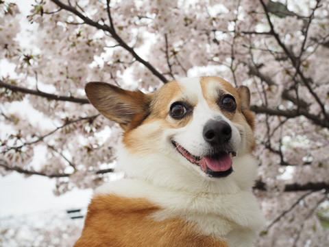 花見♩ 花見♩