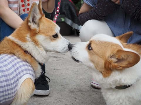 パイン君とたれ様 パイン君とたれ様
