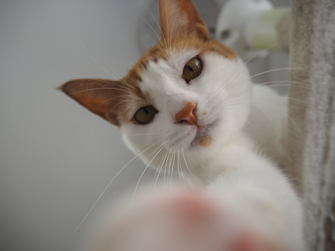 nya-go nya-go