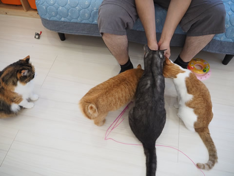 猫使い 猫使い