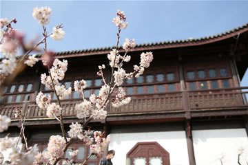 実は桜ですよ♪ 実は桜ですよ♪