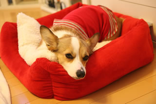 調子悪いです・・・ 調子悪いです・・・