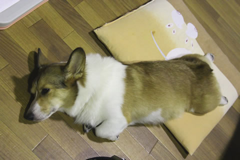 ねむ・・・ ねむ・・・